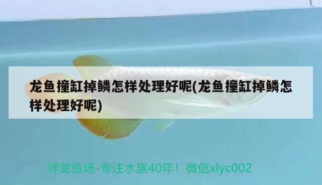 龙鱼撞缸掉鳞片需要放盐吗：如何预防龙鱼撞缸掉鳞后的饮食调整