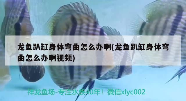 红龙鱼趴缸在水底不动怎么回事：红龙鱼趴缸在水底不动可能是由多种因素引起的 红龙鱼百科 第5张