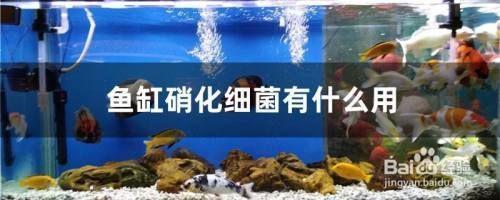 鱼缸内硝化细菌分布特点：如何检测鱼缸中硝化细菌数量，鱼缸硝化细菌繁殖的最佳温度 鱼缸百科 第3张