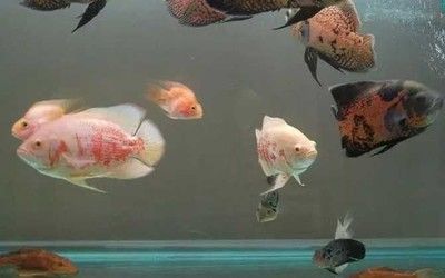 金龙鱼品相从好到坏的区别在哪：好品相与坏品相之间的区别 水族问答