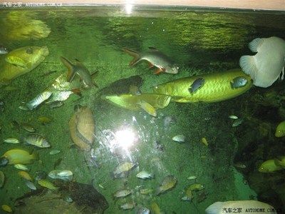 龙鱼之家水族馆：泉州龙鱼之家水族馆