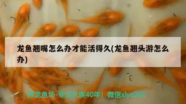 龙鱼翘嘴怎么办才能钓到：解决龙鱼翘嘴的技巧