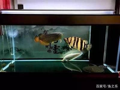 龙鱼混养最佳鱼缸尺寸：龙鱼混养最佳鱼缸尺寸为20至30加仑，这个尺寸既能保证水质清洁 龙鱼百科 第2张