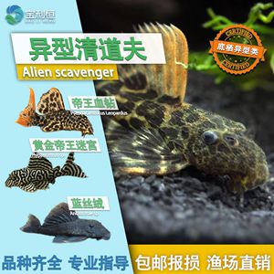 金龙鱼旗下产品：金龙鱼提供哪些特别定制服务 水族问答 第1张