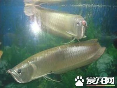 金龙鱼起白毛：金龙鱼起白毛怎么办？ 水族问答 第2张