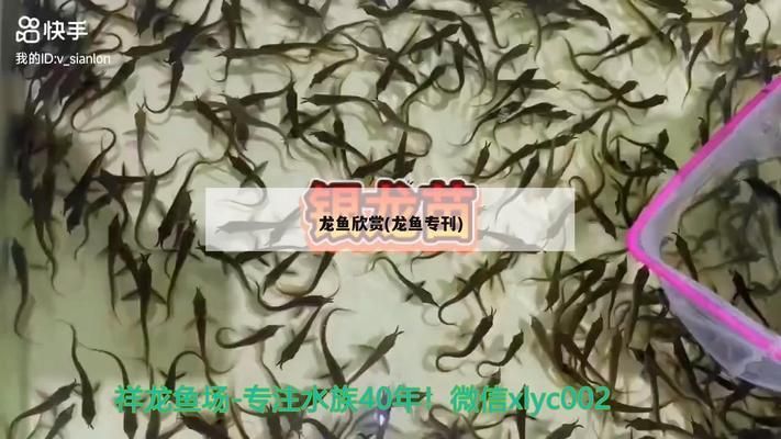 金龙鱼区分公母吗：如何区分金龙鱼的性别？ 水族问答