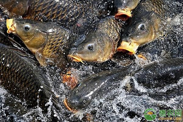 龙凤鲤鱼养殖密度的最佳实践：养殖密度对龙凤鲤鱼的影响 龙鱼百科 第4张