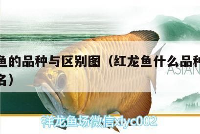 红龙鱼什么品种好：红龙鱼品种介绍 红龙鱼百科 第1张