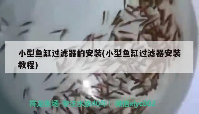 印尼三纹虎鱼缸内水流设计技巧：印尼三纹虎鱼水流设计的实用技巧 鱼缸百科 第5张