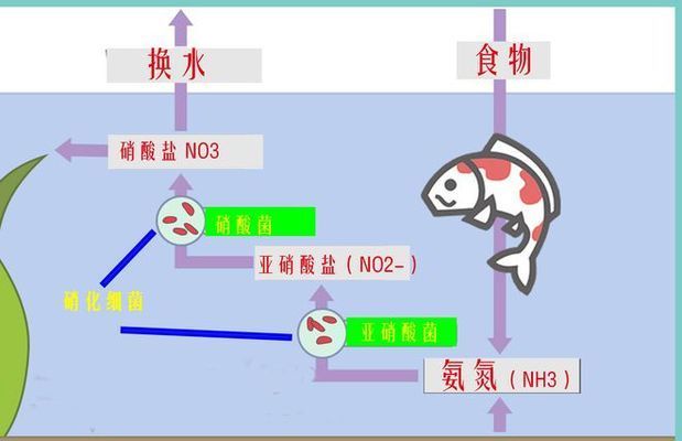 如何检测鱼缸硝化系统效率：硝化系统效率的检测可以通过观察鱼缸中氨氮和亚硝酸盐的浓度变化来实现 鱼缸百科 第3张