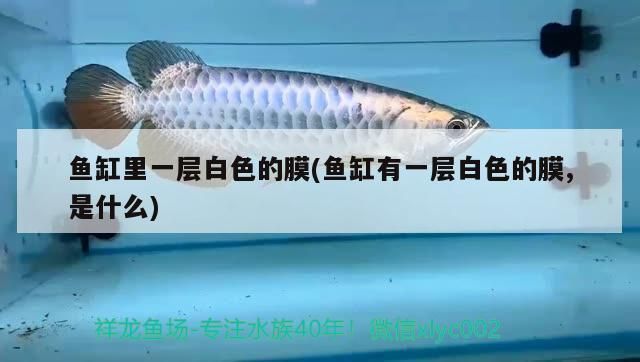 鱼缸里长了一层白色粘膜是什么：鱼缸内出现白色粘膜可能是多种原因引起的，可能是多种原因引起 鱼缸百科 第2张