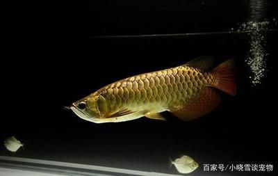 金龙鱼如何饲养：如何饲养金龙鱼？ 水族问答 第1张