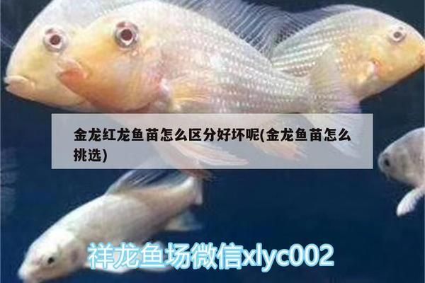 金龙红龙鱼苗怎么区分：金龙鱼和红龙鱼苗价格对比红龙鱼苗与红龙鱼苗价格对比