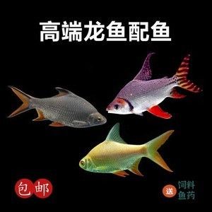 双线侧鱼品种随年龄变化特点：双线侧鱼品种随年龄变化的具体特点 龙鱼百科 第2张