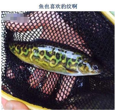 金龙鱼三年了：关于金龙鱼的问题 水族问答 第2张