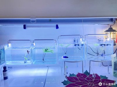 鱼缸牌子：鱼缸品牌性价比排行：水族箱品牌售后服务评价鱼缸品牌创新技术对比 鱼缸百科 第2张