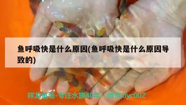 红龙鱼呼吸急促是什么原因：红龙鱼呼吸急促可能由多种因素引起红龙鱼呼吸急促