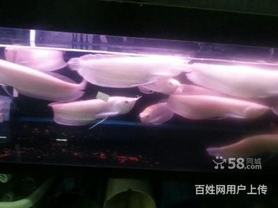 仟湖的鱼缸怎么样：仟湖鱼缸用户评价汇总 鱼缸百科 第4张