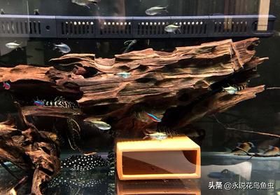 蓝钻水族鱼缸：蓝钻水族鱼缸价格对比分析