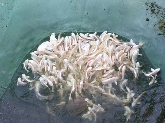 金龙鱼谁控制食量：关于金龙鱼的食量控制 水族问答 第1张