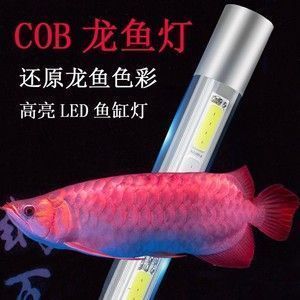 红龙鱼发色灯和增色灯的区别：红龙鱼发色与增色灯的使用技巧