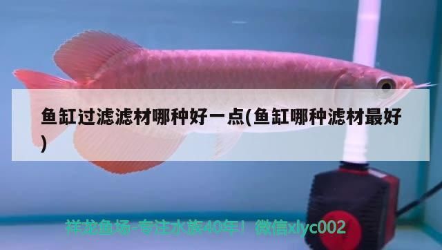 银龙鱼和红龙鱼哪个贵一些：探讨银龙鱼和红龙鱼哪个更昂贵，红龙鱼价格波动受哪些因素影响