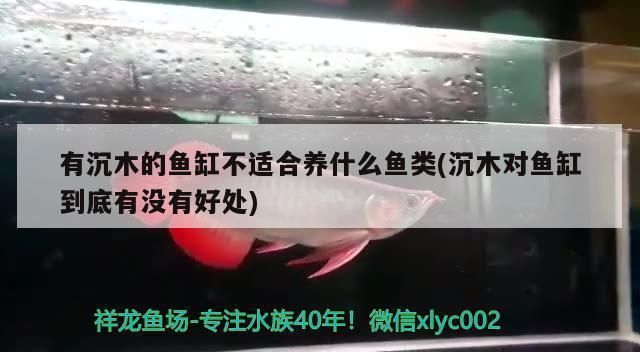 如何判断沉木是否适合特定鱼类：如何判断沉木是否适合特定鱼类养殖环境需要考虑多个因素