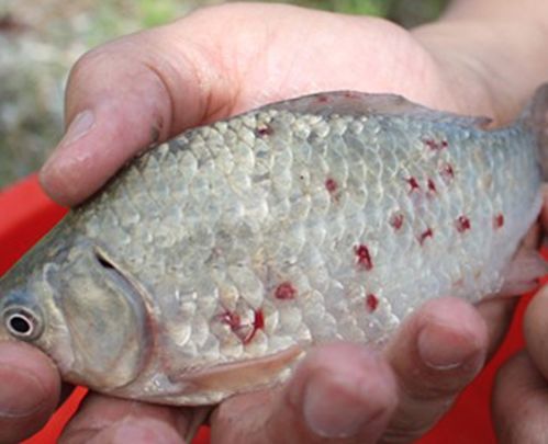 龙鱼鳞片变红：龙鱼鳞片变红可能由多种因素引起， 红龙鱼百科 第2张