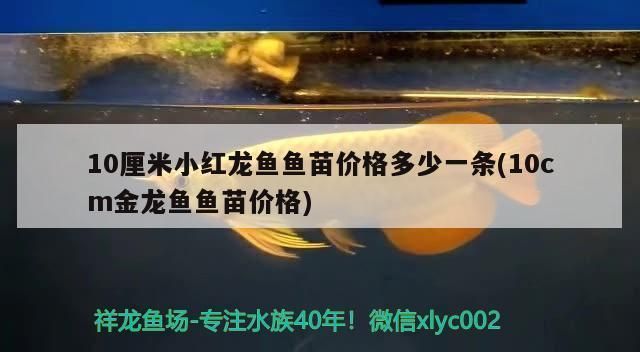 小红龙鱼价格多少一条：印尼小红龙鱼市场价格波动原因如何辨别高品质小红龙鱼