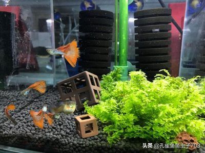 鱼缸水质监测的最佳实践：关于鱼缸水质监测的最佳实践 鱼缸百科 第3张