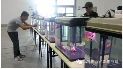 饲养红龙鱼用哪些设备比较好：红龙鱼饲养红龙鱼需要精心挑选合适的设备与应用与应用 红龙鱼百科 第5张