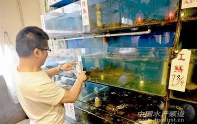 鳝鱼鱼缸养殖方法：鳝鱼鱼缸养殖的方法