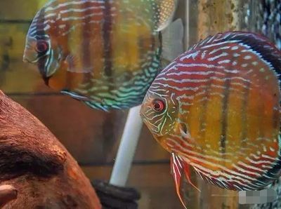 金龙鱼食：关于金龙鱼食的问题 水族问答 第2张