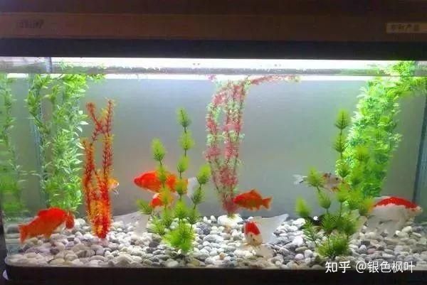 鱼缸品牌知乎推荐：闽江水族鱼缸品牌介绍 鱼缸百科 第4张