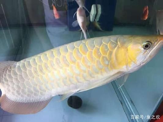 金龙鱼世界排名多少位：金龙鱼在世界食用油市场中的排名是多少？ 水族问答 第2张