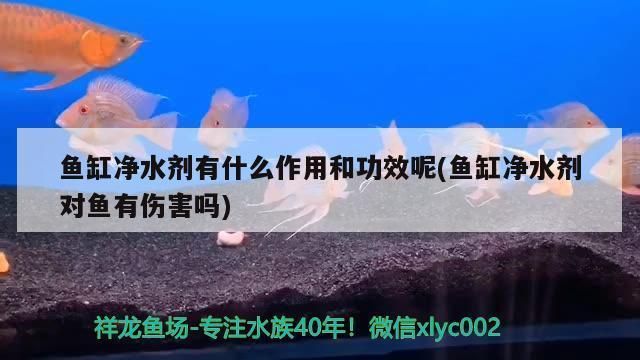 鱼缸澄清剂你能管用吗为什么：鱼缸澄清剂使用注意事项 鱼缸百科 第5张