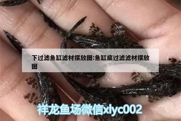 鱼缸壁挂式过滤器怎么放滤材：壁挂式过滤器滤材选择技巧,如何判断过滤棉是否需要更换 鱼缸百科 第4张