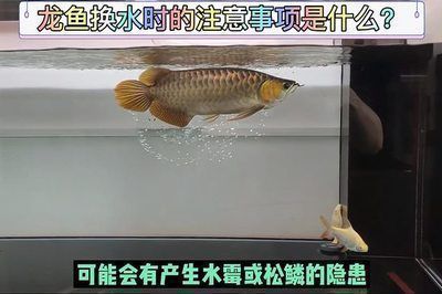 单养龙鱼多久换水：养龙鱼的换水频率 龙鱼百科 第3张