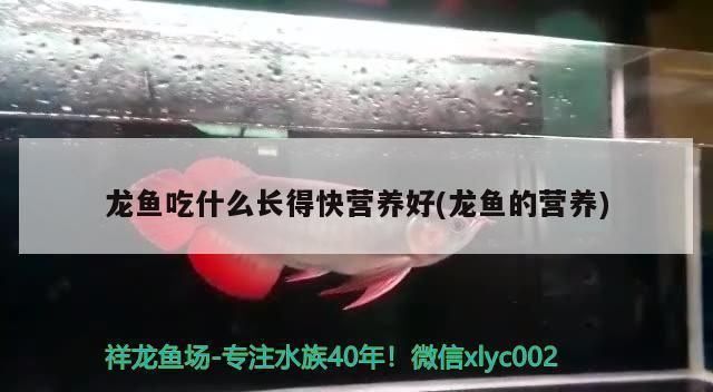 龙鱼多久检疫一次合格：龙鱼的检疫频率并不是一个固定的数值，营养丰富的菜单 龙鱼百科 第8张