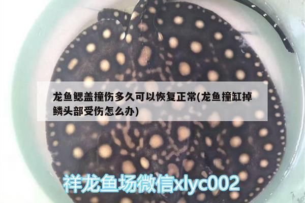 龙鱼的水质ph值正常是多少啊：龙鱼眼睛划伤后恢复时间取决于伤口的严重程度和个人护理情况 龙鱼百科 第4张