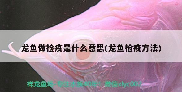 给龙鱼做检疫用什么好呢：给龙鱼做检疫用什么药最好 龙鱼百科 第3张