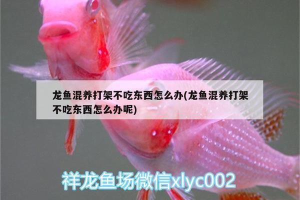 龙鱼感染寄生虫症状表现：龙鱼感染寄生虫后会出现多种症状 龙鱼百科 第1张