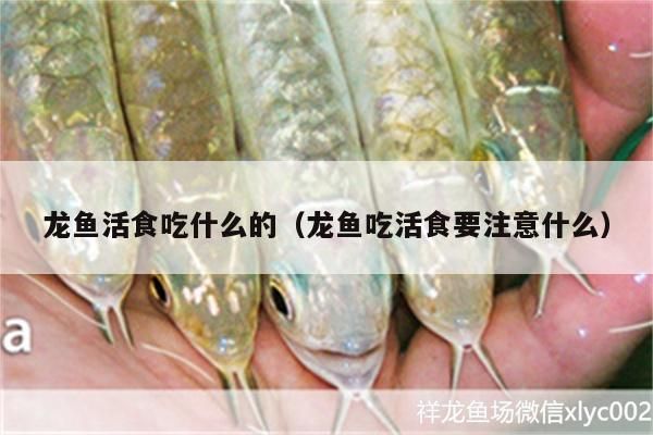 龙鱼对水质的要求高吗：龙鱼吃活食要注意什么