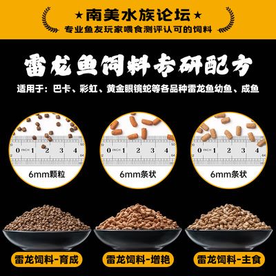 雷龙鱼苗吃什么饲料：如何自制雷龙鱼苗饲料，雷龙鱼苗专用饲料品牌推荐