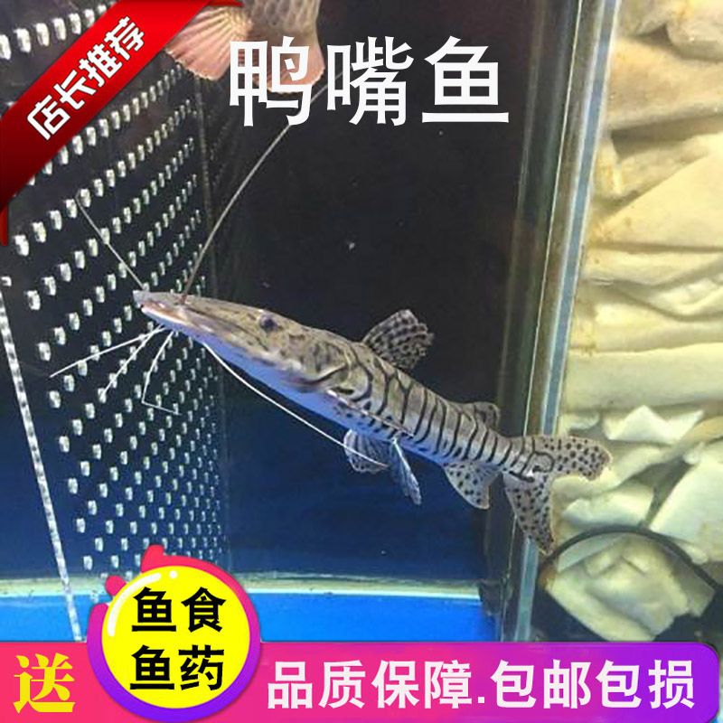 金龙鱼是东北的吗：关于金龙鱼的问题 水族问答 第1张