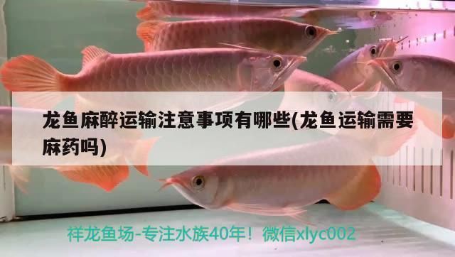 龙鱼吃鱼食吗：龙鱼可以吃鱼食吗 龙鱼百科 第9张