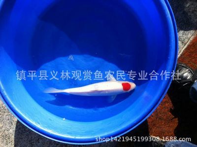 金龙鱼是海鱼还是河鱼：金龙鱼是在海里还是在淡水中生活？ 水族问答 第2张