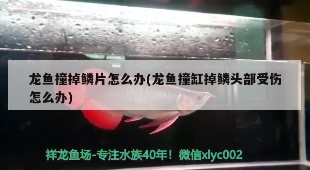 龙鱼把嘴撞坏了：金龙鱼头部和背部脱皮可能是由于多种原因引起的原因 龙鱼百科 第1张