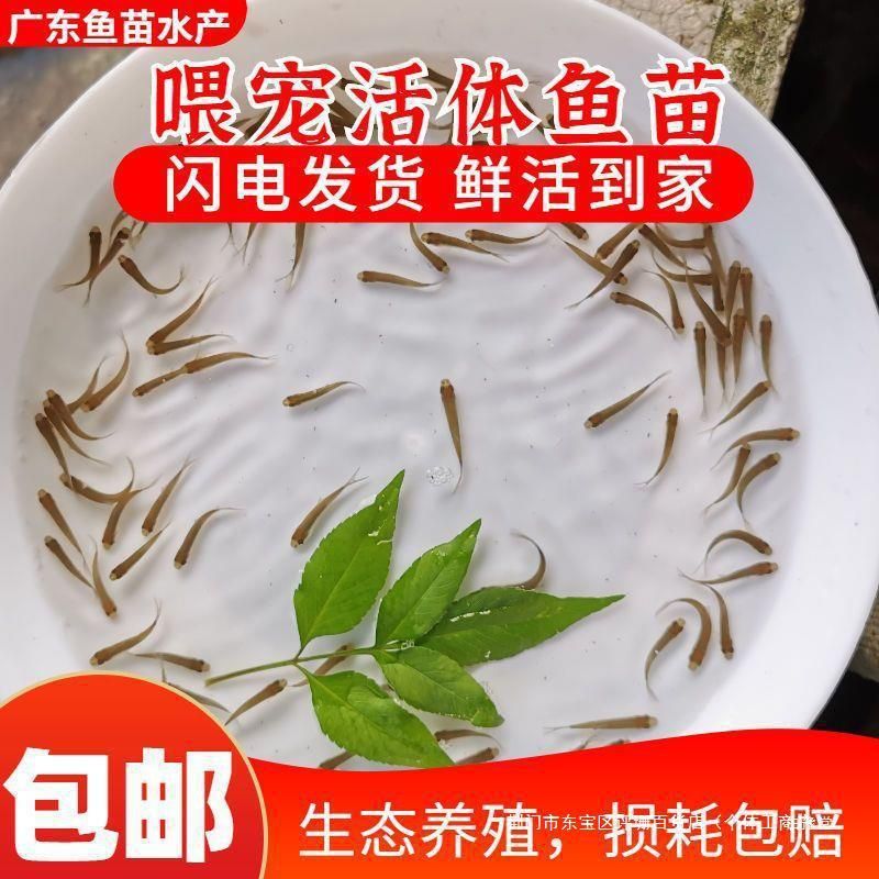 龙鱼只吃饲料不吃小虾小鱼 龙鱼百科 第1张