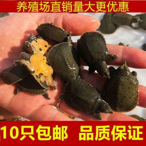 龙鱼只吃饲料不吃小虾小鱼 龙鱼百科 第5张